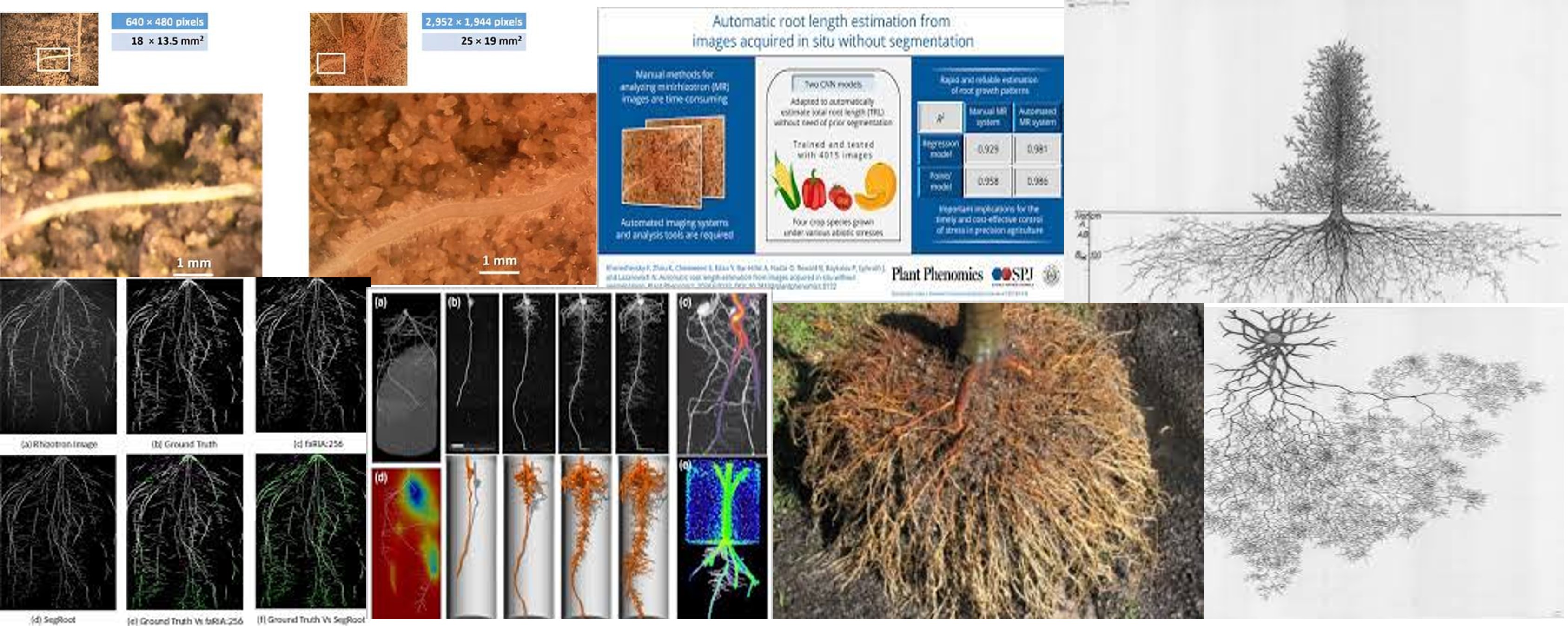 raices-in-stitu-estimacion