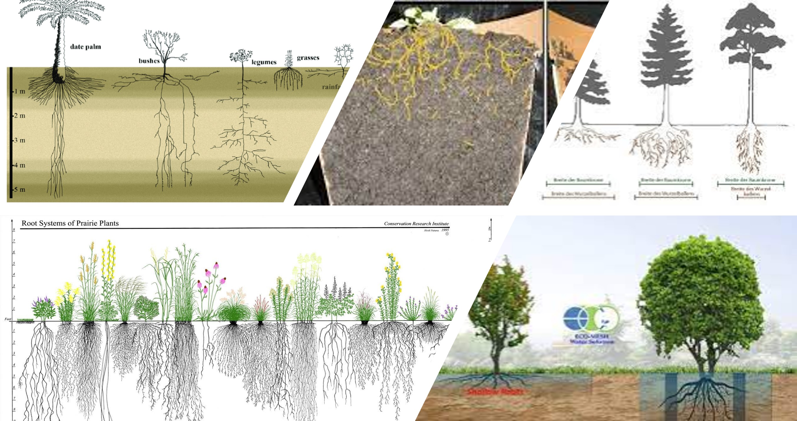 raices-profundas-raices-someras