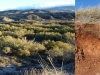 0-paisaje-y-suelos-de-almeria-post-biomasa-raices