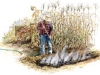 biocarbones-del-mundo-en-los-suelos