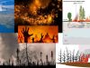 incendios-zoobies
