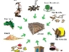 o_Materias para compostaje compos4