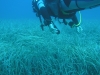 o_Posidonia_20oceanica_20-_20Tereza_20at_20work