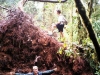 o_Treefallchadscott99