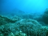 o_dyrynda-med-posidonia-meadow-wl