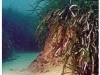 o_habitat posidonia 2