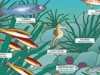 o_posidonia