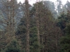 plaga-de-la-mariposa-monarca-en-un-bosque-de-coniferas-de-michoacan-fuente-diario-la-provincia-jesus-vieyra