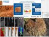raices-in-stitu-estimacion