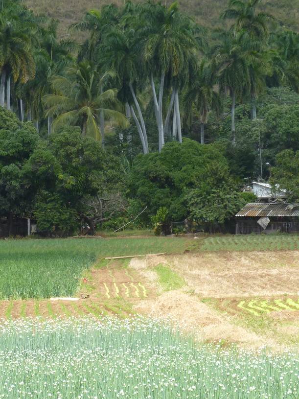 agricultura-tradicional-diversificada-trinidad-cuba