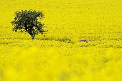 colza transgenicafuente Fuente: Rotativo Público.es