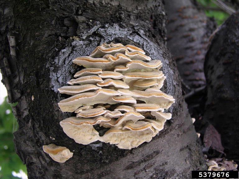 hongos-pudricion-blanca-de-la-madera