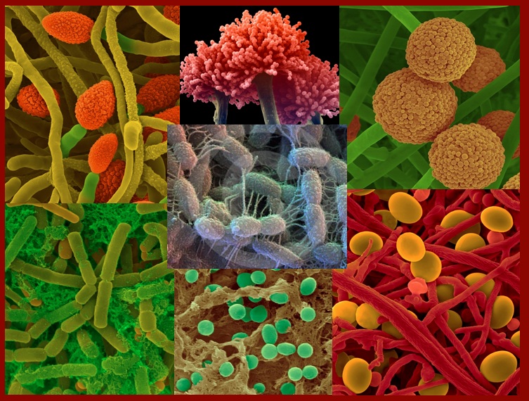 microbias-soil-organisms