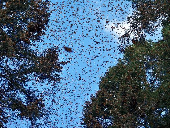 migracion-de-las-mariposas-monarca