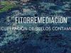 Fitoremediacion-Cesio