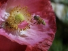 abejas-y-pesticidas