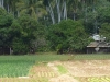 agricultura-tradicional-diversificada-trinidad-cuba
