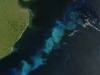 Floraciones algales: algal-blooms. Fuente: Wikipedia