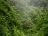 bosque-fertilizado-por-nitogeno-sciende-daily-tropical-forest-in-panama-credit-alfredo-maiquez
