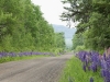 carreteras-especies-invasivas-fuente-care2-make-a-difference