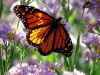mariposa-monarca-fuente-dr-james-animals-help-for-you