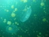 o_Medusas