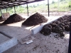 o_cipotato compost