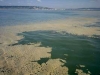 o_estuaire-baie-seine