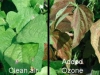 ozono-dana-las-hojas