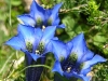 prados-de-siega-montganos-en-europa-pirineos-fuente-frenchgardening-com