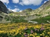 prados-montanos-fuente-convection-on-biological-diversity