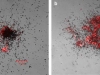 proteobacteria-azoarcus-bioremediacion-hidrocarburos-policiclicos-maria-albuquerque-et-al