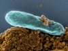 shewanella-oneidensis-nanoparticulas-y-baterias-de-litio