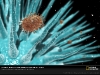 virus-diversidad-fuente-national-geographic