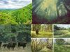 Bosques-europeos-en-la-antiguedad