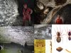 aranas-Cueva