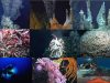 bajo-eventos-hidrotermales