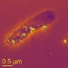 o_Bacterias que respitian nanopart