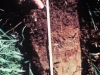o_wetland soils field guide USDA