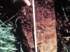 o_wetland soils in field guide USDA2 soilspage10