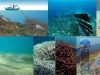 pesca-de-arrastre