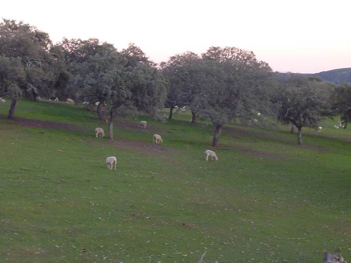 alia-dehesa-ovino