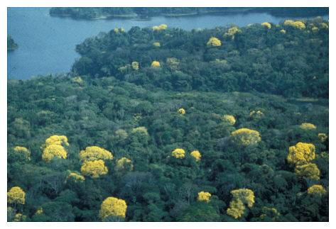 barro-colorado-helmot-center-canopy3