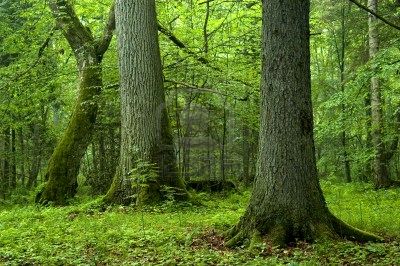 bosque-de-fuente-tilos-aleksander-bolbot