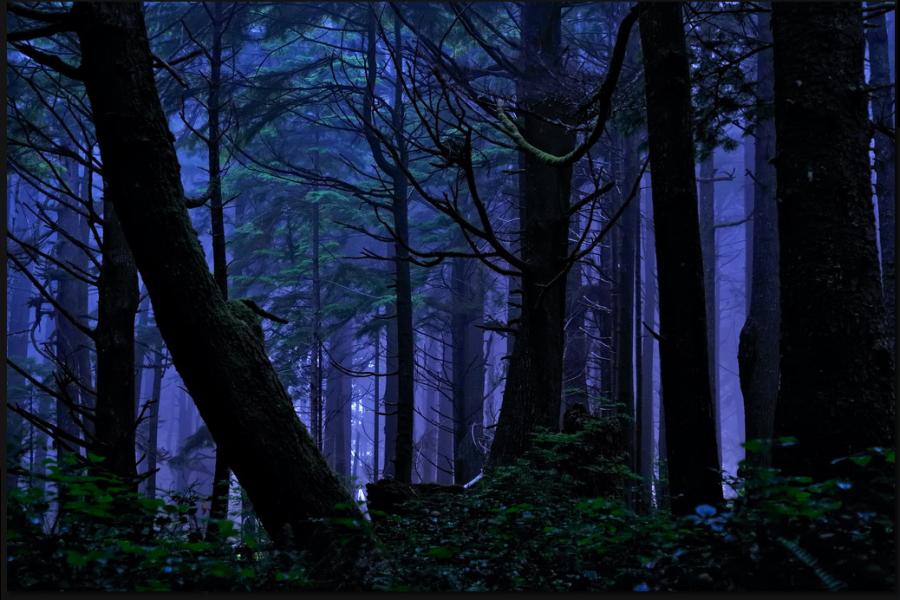 bosque-nocturno-diversidad-oscura-pixdaux