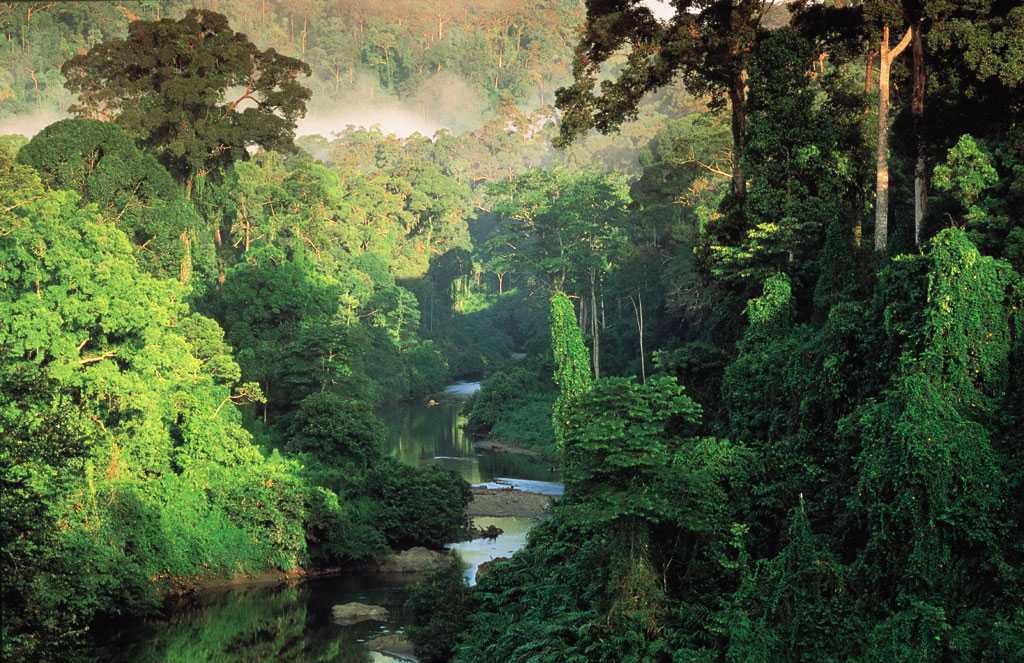 bosque-tropical-de-belize-tropical-broadleaf-evergreen-forest-the-rainforestroebuckclasses-com-rainforest