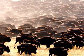 bufalos-praderas-americanas