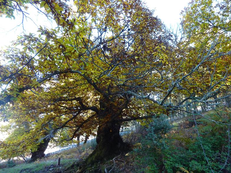 castano-centenario-hurdes-ibor