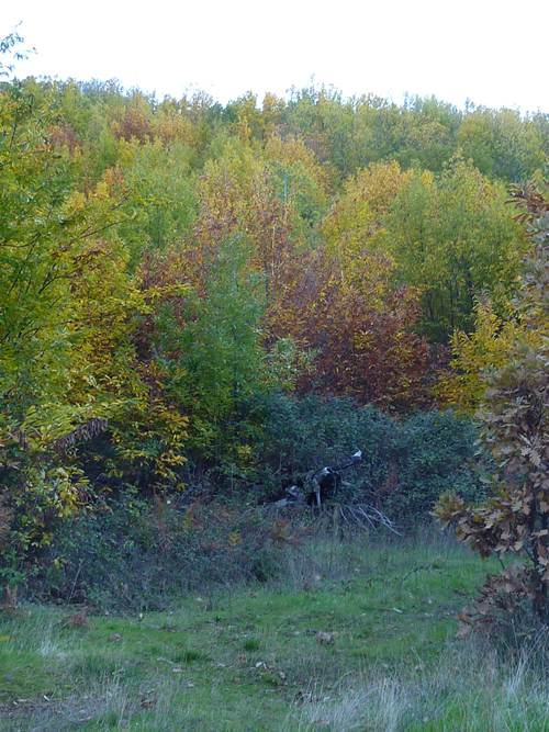 detalle-bosqaue-castanar