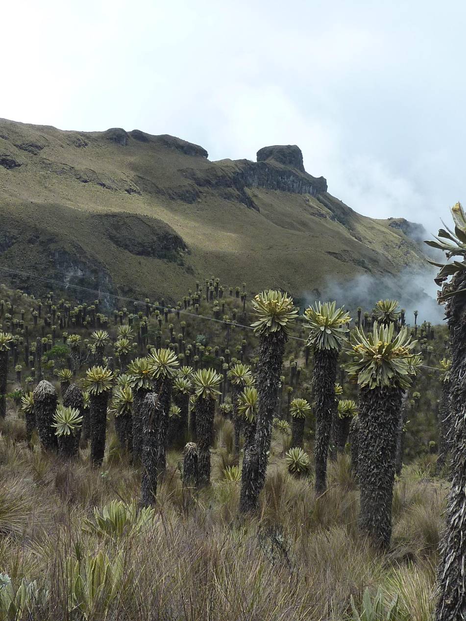 ecosistemas-de-subparamo-en-el-nevado-del-ruiz-los-frailejones